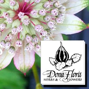 Dona Flora Herbs